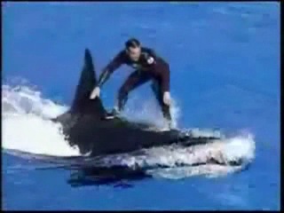 killer whale and man